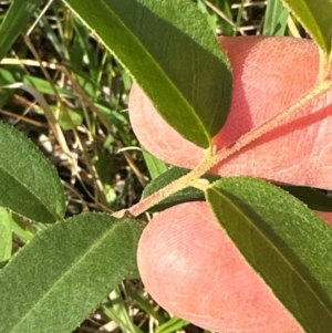 Eucalyptus eugenioides at Kangaroo Valley, NSW - 24 May 2024