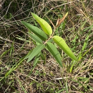 Eucalyptus eugenioides at Kangaroo Valley, NSW - 24 May 2024