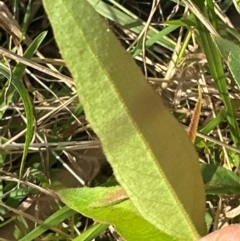 Eucalyptus eugenioides at Kangaroo Valley, NSW - 24 May 2024