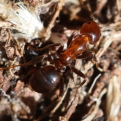 Papyrius sp. (genus) (A Coconut Ant) at Red Hill Nature Reserve - 24 May 2024 by LisaH