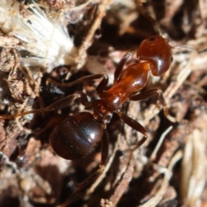 Papyrius sp. (genus) (A Coconut Ant) at Red Hill Nature Reserve by LisaH