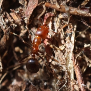 Papyrius sp. (genus) at Red Hill Nature Reserve - 24 May 2024