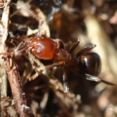 Papyrius sp. (genus) at Red Hill Nature Reserve - 24 May 2024