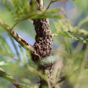 Papyrius sp. (genus) at Red Hill Nature Reserve - 24 May 2024