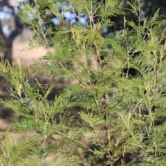 Papyrius sp. (genus) at Red Hill Nature Reserve - 24 May 2024