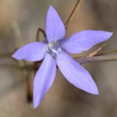 Wahlenbergia sp. (Bluebell) at Deakin, ACT - 24 May 2024 by LisaH