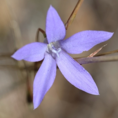 Wahlenbergia sp. (Bluebell) at Deakin, ACT - 24 May 2024 by LisaH