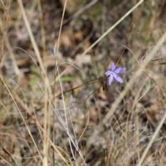 Wahlenbergia sp. at Red Hill Nature Reserve - 24 May 2024