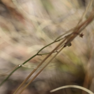 Wahlenbergia sp. at Red Hill Nature Reserve - 24 May 2024