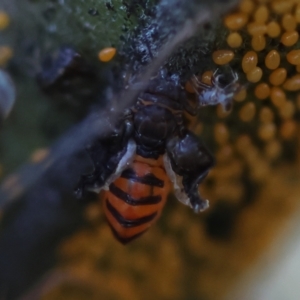 Acizzia acaciaedecurrentis at Red Hill Nature Reserve - 24 May 2024