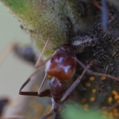 Acizzia acaciaedecurrentis at Red Hill Nature Reserve - 24 May 2024