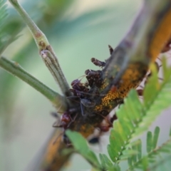 Acizzia acaciaedecurrentis at Red Hill Nature Reserve - 24 May 2024