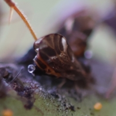 Acizzia acaciaedecurrentis at Red Hill Nature Reserve - 24 May 2024