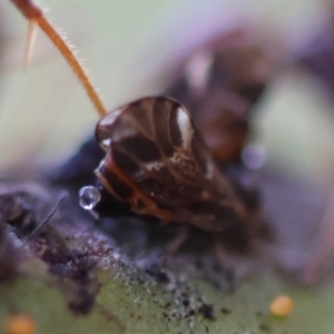 Acizzia acaciaedecurrentis at Red Hill Nature Reserve - 24 May 2024