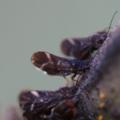 Acizzia acaciaedecurrentis at Red Hill Nature Reserve - 24 May 2024