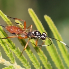 Gotra sp. (genus) (Unidentified Gotra ichneumon wasp) at Red Hill Nature Reserve - 24 May 2024 by LisaH