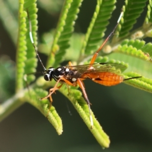 Gotra sp. (genus) at Red Hill Nature Reserve - 24 May 2024