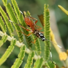 Gotra sp. (genus) at Red Hill Nature Reserve - 24 May 2024