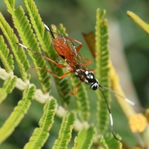 Gotra sp. (genus) at Red Hill Nature Reserve - 24 May 2024