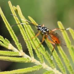 Gotra sp. (genus) at Red Hill Nature Reserve - 24 May 2024