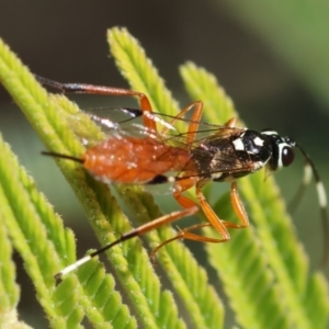 Gotra sp. (genus) at Red Hill Nature Reserve - 24 May 2024