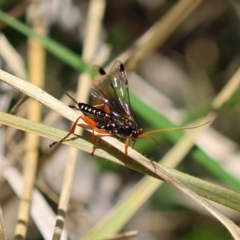 Echthromorpha intricatoria (Cream-spotted Ichneumon) at Red Hill Nature Reserve - 24 May 2024 by LisaH