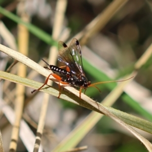 Echthromorpha intricatoria at Red Hill Nature Reserve - 24 May 2024