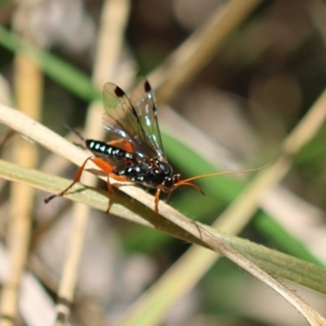 Echthromorpha intricatoria at Red Hill Nature Reserve - 24 May 2024