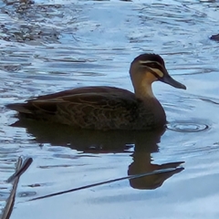 Anas superciliosa (Pacific Black Duck) at Kingston, ACT - 24 May 2024 by MatthewFrawley