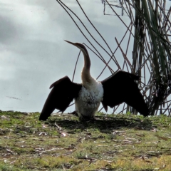 Anhinga novaehollandiae (Australasian Darter) at Lake Burley Griffin Central/East - 24 May 2024 by MatthewFrawley