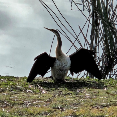 Anhinga novaehollandiae (Australasian Darter) at JER700: JWs - Eyrie St Wetland - 24 May 2024 by MatthewFrawley