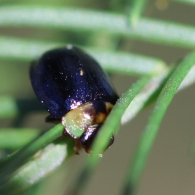 Peltoschema hamadryas (Hamadryas leaf beetle) at Red Hill Nature Reserve - 24 May 2024 by LisaH