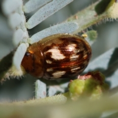 Peltoschema delicatulum (Leaf beetle) at Red Hill Nature Reserve - 24 May 2024 by LisaH