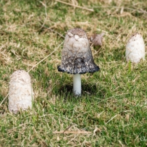 Coprinus comatus (Shaggy Ink Cap) at Mount Ainslie to Black Mountain by ChrisBlunt