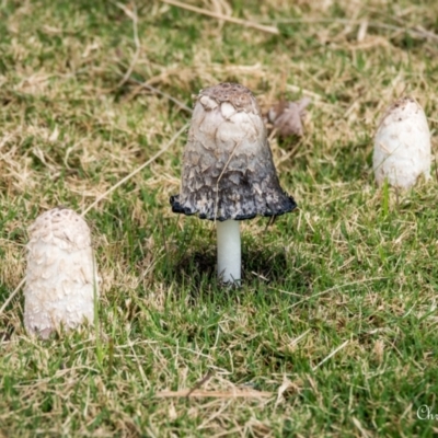 Coprinus comatus (Shaggy Ink Cap) at Parkes, ACT - 30 Apr 2024 by ChrisBlunt