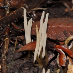 Clavaria redoleoalii at Acton, ACT - 24 May 2024 by TimL