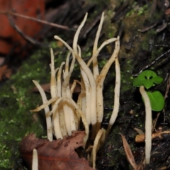 Clavaria redoleoalii at ANBG - 24 May 2024