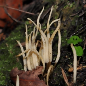 Clavaria redoleoalii at ANBG - 24 May 2024