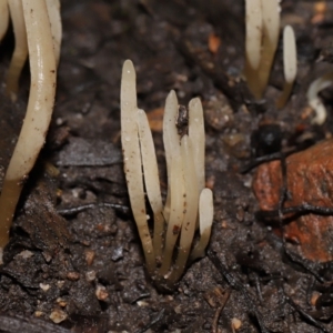 Clavaria redoleoalii at ANBG - 24 May 2024 12:18 PM