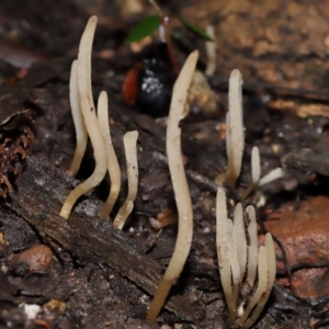 Clavaria redoleoalii at ANBG - 24 May 2024 12:18 PM