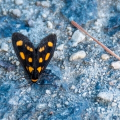 Asura cervicalis (Spotted Lichen Moth) at Fadden, ACT - 7 Feb 2024 by ChrisBlunt