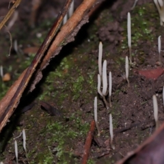 Clavaria redoleoalii at Acton, ACT - 24 May 2024 by TimL