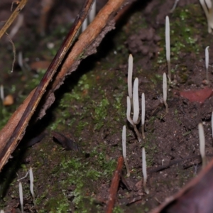 Clavaria redoleoalii at ANBG - 24 May 2024