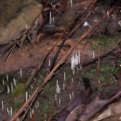 Clavaria redoleoalii at ANBG - 24 May 2024