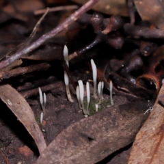 Clavaria redoleoalii at ANBG - 24 May 2024