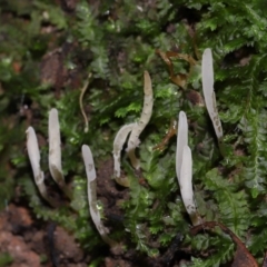 Clavaria redoleoalii at ANBG - 24 May 2024