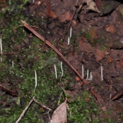 Clavaria redoleoalii at ANBG - 24 May 2024