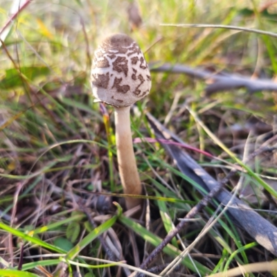 Chlorophyllum sp. at Captains Flat, NSW - 19 May 2024 by Csteele4