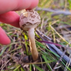 Chlorophyllum sp. at QPRC LGA - 19 May 2024 02:32 PM