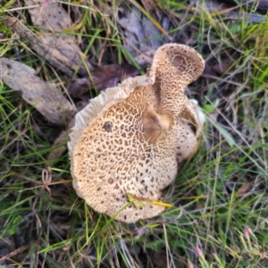 Chlorophyllum sp. at QPRC LGA - 19 May 2024 02:32 PM